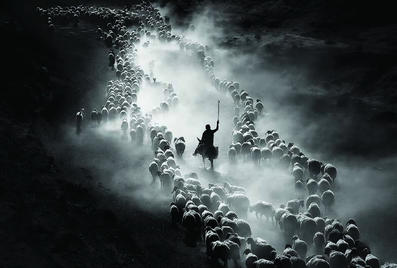 After milking, shepherd's effort to bring the herd back to pasture and their dusty journey. (Bitlis)
