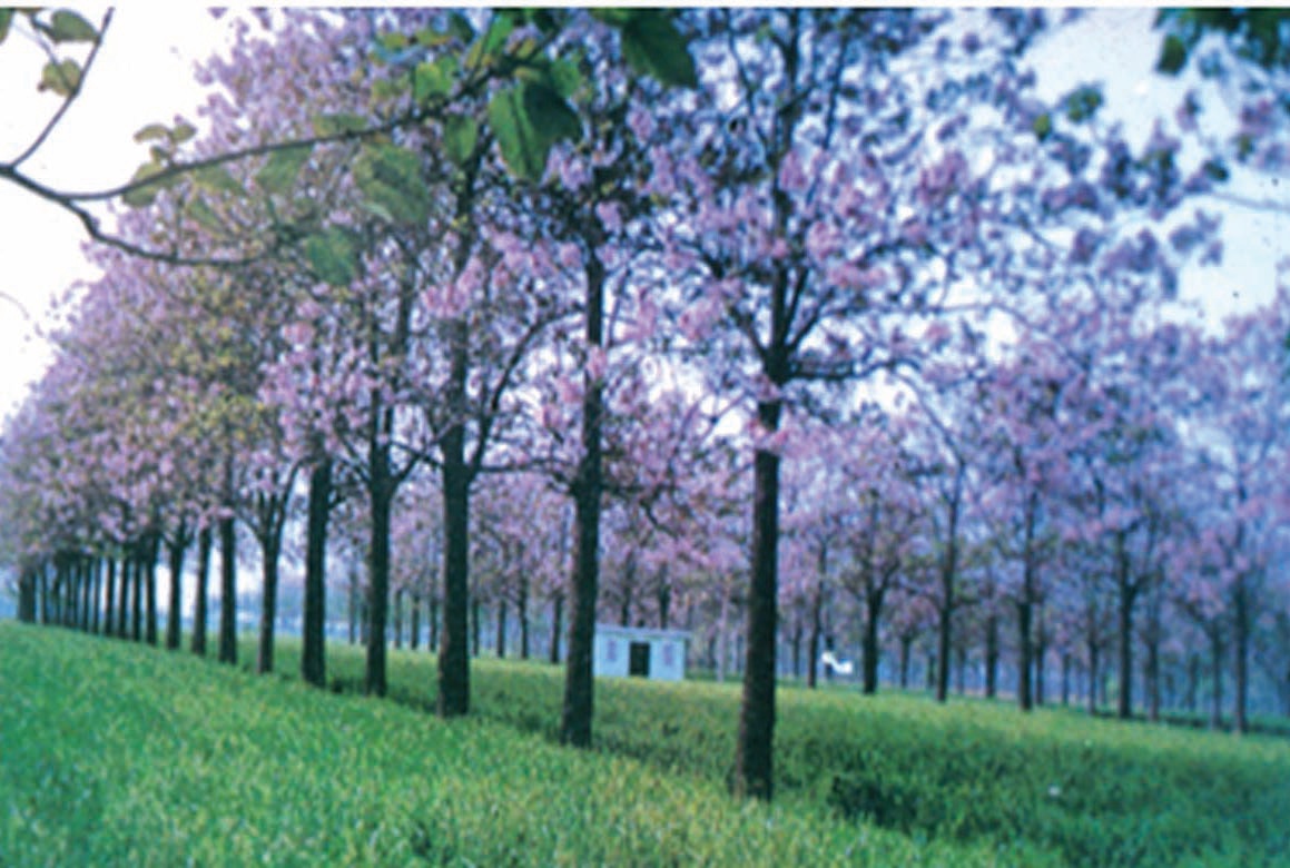 Poplar-Wheat intercropping (by courtesy of Prof. Zhu Zhaohua)