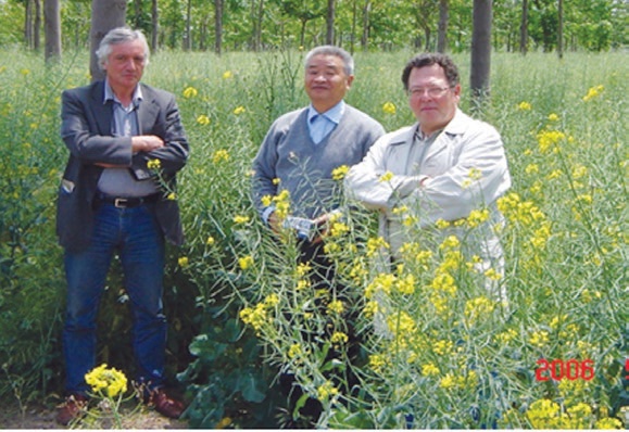 Agroforestry /Farm Forestry /Energy Farm pilot application based on Paulownia – Canola inter-cropping carried out in Bergama (May of 2006)